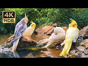 Soothing Bird Whistles & Falling Water • 1 Hour Pure Nature Sounds (No AI)