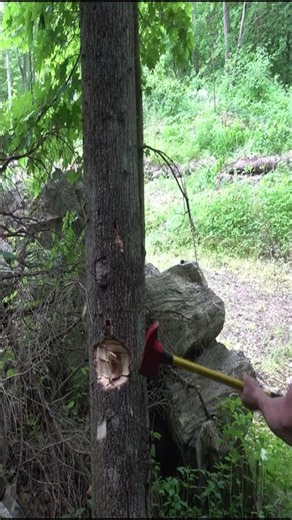 FIRE AXE vs RED OAK (RAW)