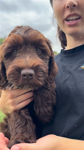 Nicole Bignell - Dog Training & Handling / Puppy Development on Instagram: "Nala!!! 🎉 Everyone’s favourite girl but mostly Simba’s lady friend. Nala is a Wattleview Cobberdog who is a gem to be around. She’s a hard little worker with an outstanding temperament and a friend to everyone. We love her 💕 #australiancobverdog #stayandtrain #puppytraining #calmnesstraining #therapydogs"