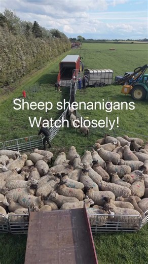 That lamb said "not today guys"😂😂