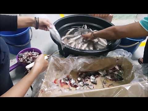 Step-By-Step Feed Preperations for Vertical Mud Crab Farming