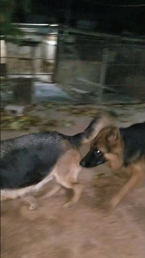 German shepherds mating
