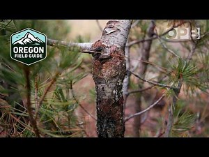 New hope for Crater Lake’s dying whitebark pine trees | Oregon Field Guide