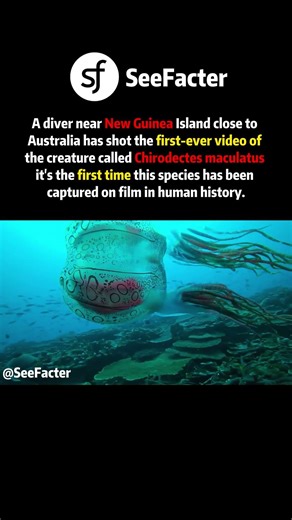 World's First Footage of The Elusive Chirodectes maculatus