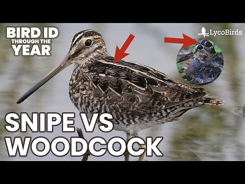 Identifying Wilson's Snipe vs American Woodcock
