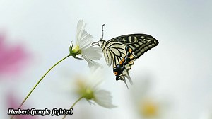 Joshua Kadison (Beautiful In My Eyes) Lyrics #lyrics #lyricsmusic #lyricsvideo #viralmusic #trendingmusic #joshuakadison #beautifulinmyeyes #reelsfacebook #reelsmusic #butterflies #butterfly #butterflyphoto #butterflyphotography #flowers #flowershop #flowersphoto #flowersphotography #nature #naturephotography #hightlight #fypシ゚ #herbertjunglefighter #herbertdangis #Herbert | Herbert