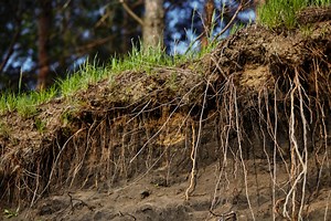 How to Remove Small Tree Stumps: Step by Step Guide