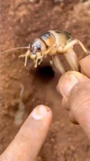 Giant Cricket Fight Back! #shorts #ants #insects #wildlife #nature #battle #fireants #cricket