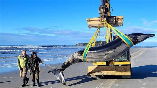 Scientists dissect rare spade-tooth whale. Here's what they found