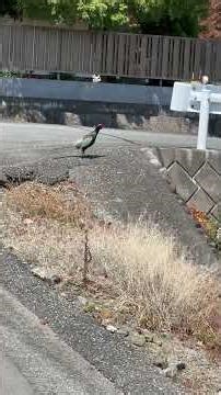 道路を歩くキジについて行ってみた #nature #野鳥 #きじ#雉