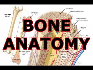 BONE ANATOMY