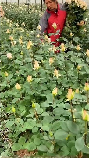 From the Field to Bouquet: A Step-by-Step Guide to Rose Picking