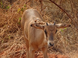 25 reactions | Oryx is a genus consisting of four large antelope species called oryxes. Their pelage is pale with contrasting dark markings in the face and on the legs, ... | Gators Tours and Safaris | Facebook