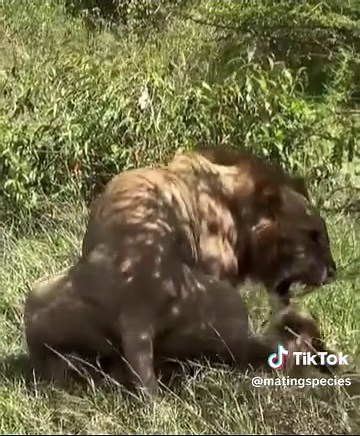 Understanding Animal Mating Season Behaviors