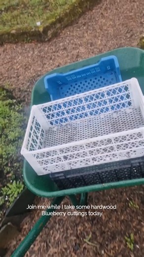 Ever feel like one blueberry bush just isn't enough for those morning smoothies? Same. Here is the easiest way to multiply your garden for FREE from winter cuttings. .... disclosure .. i didnt film me using willow water for rooting benefits but that should be done before putting cuttings in the soil. ​#blueberrypropagation ​#planthacks ​#gardeningforbeginners ​#growyourownfood🌱 ​#propagationmagic | OURganic Gardens