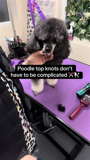 Easy Poodle Top Knot Grooming Tips
