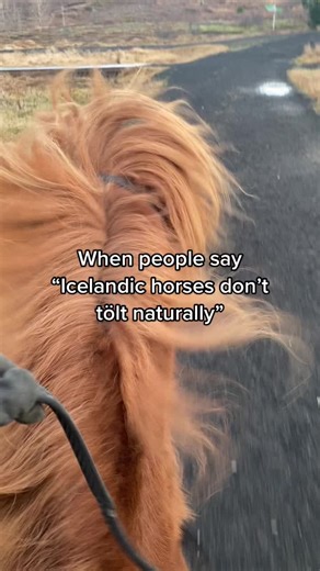 Icelandic Horse Tölt Jumping Table - Impressive Skills