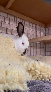 Gonna burrow under my fleece til spring. Bye. ~Riley Relatable. Riley is a young, handsome Californian who's a very good boy -- great with his litterbox, eats all his veggies, tidy with his hay. | SaveABunny