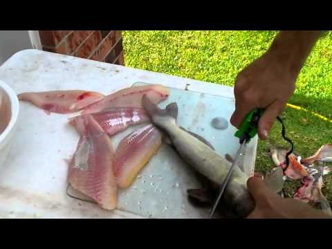 How to fillet catfish