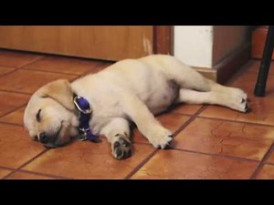 Labrador puppy's first week home