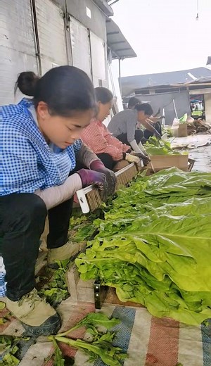 Harvesting Leafy Greens: A Step-by-Step Guide
