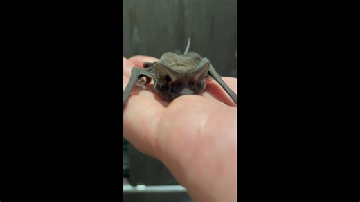 Observing small gray bat resting on hand