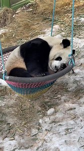 This panda is still snoring！ | World Panda Reporters