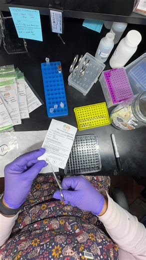 Lots of chicken DNA tests getting ran today. Some testing for gender on newly hatched chicks, some for the blue gene. Use coupon code DNA25 and receive 25% off on my website www.FreshlyPickedChicks.com #freshlypickedchicks #ChickenDNA