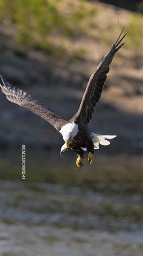 The bald eagle 🦅 is hunting a fish 🐟 and eating it in the air. #baldeagle #eaglepower47 | Eagle power