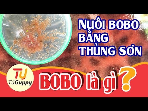 BoBo là gì? Cách Nuôi Bo Bo Đơn Giản Cho Cá Bảy Màu Ăn Mau Lớn | TuGuppy #1