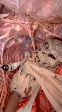 Truques mortais usado por animais! #curiosidades #bichos #animais