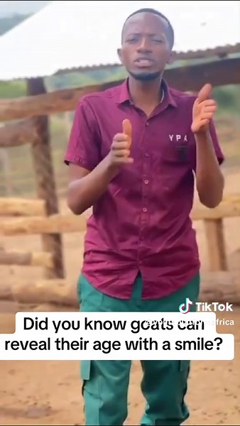 Goats and Their Age: Understanding Through Teeth