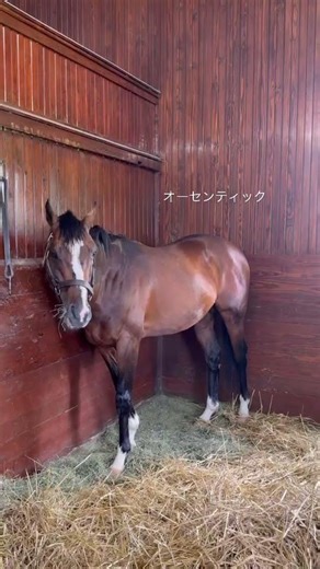 【オーセンティック】 Authentic 2020年 ケンタッキーダービー制覇 #競馬 #kentuckyderby #ブリーダーズカップ
