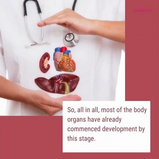 2 Months Pregnant - Know the Fetal Development