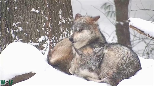 25 Days of Wolves | Day 18 🐺 Today we're featuring Mexican gray wolf Belle's pups Nita and Jean, who were named after fierce wolf advocates.🐾 🎥Watch Nita and Jean and their sisterly bond live on our webcams! https://nywolf.org/meet-our-wolves/webcams/ | Wolf Conservation Center