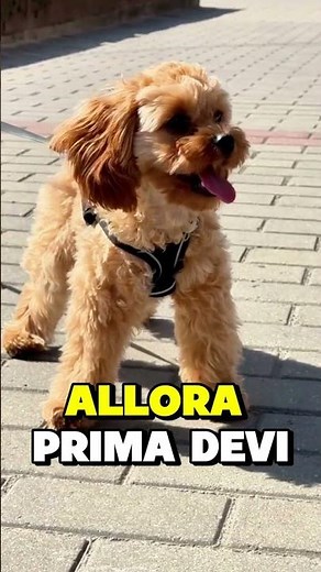 WANT A POODLE? DISCOVER ALL ITS SECRETS