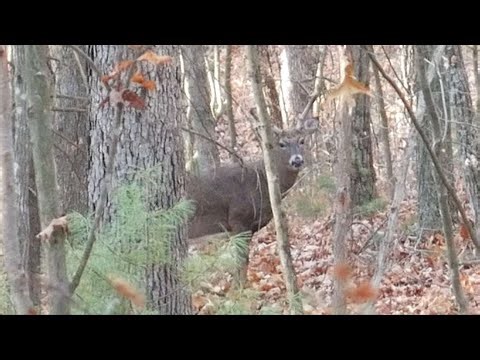Virginia National Forest | Muzzleloader Hunt