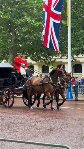 Behind the Scenes: Majestic Horses and Carriages Get Ready for the King's Birthday! ✨🐎
