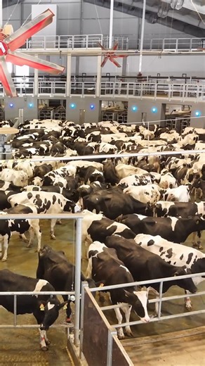 TDM Total Dairy Management | 32 robot Merlin, 1500 animali, 3 mungiture. This is Meridian! Un sistema pensato per migliorare #efficienza, #produttività e #benessere... | Instagram
