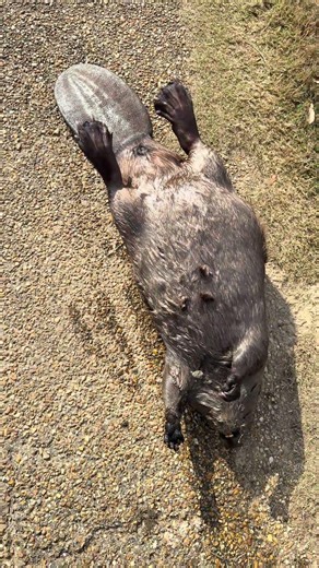 Beaver trapping #trapping #beaver #pestcontrol #wildlife #wildanimals