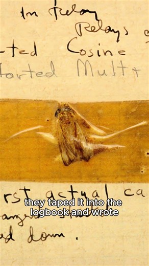 The Creepy Origin of Software Bugs