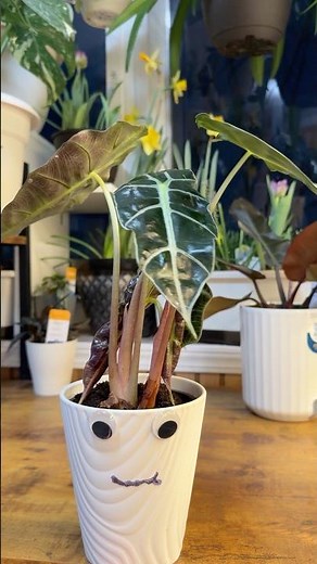 Una Planta me dijo un Sabio Consejo #plants #plantasdeinterior #alocasia #consejos
