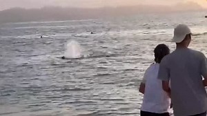 Watch terrifying moment 'sexually frustrated' dolphin 'attacks' swimmer who thought it was going to kill him