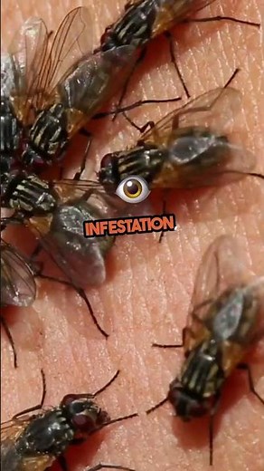 what the sign of houseflies attack?