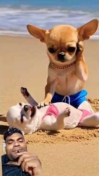 top 4 funny dogs#pets #shortvideo #viral #tending #cute #animals #cartoon #dog