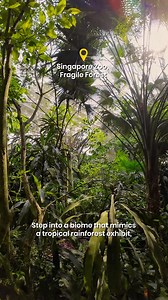 Step into the heart of the tropical rainforest at Singapore Zoo’s Fragile Forest. Wander through a 20,000 cubic metre biodome teeming with life. Come face to face with our furry and feathered residents, from fluttering butterflies, swinging lemurs, mysterious critters and more. | Mandai Wildlife Reserve