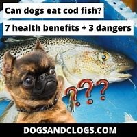 Can Dogs Eat Cod Fish? 7 Health Benefits   3 Dangers