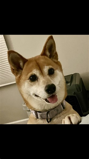 Adopt Dandy, 6 y.o. - Troy, MO. www.savingshibas.com/adopt | Shiba Inu Rescue Association (SIRA)