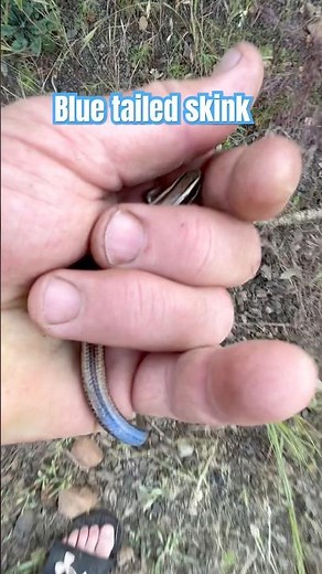 The Rare Blue Tailed Skink !