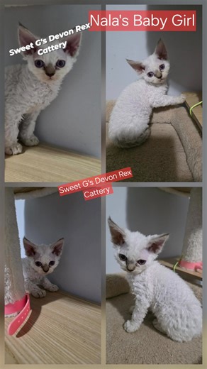 Sweet G's Devon Rex Cattery | Sweet G's Devon Rex Cattery